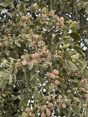 Phoradendron villosum