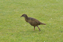 Gallirallus australis hectori
