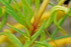 Conicosia pugioniformis