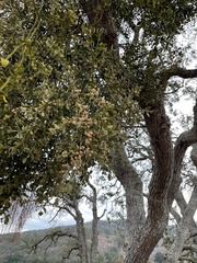 Phoradendron villosum