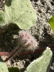 Abronia villosa villosa