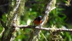 Chlorophonia elegantissima