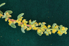 Tetragonia decumbens