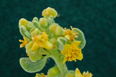 Tetragonia decumbens