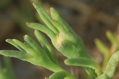 Mesembryanthemum canaliculatum