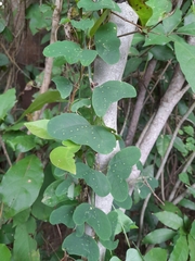 Passiflora biflora