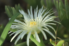 Mesembryanthemum canaliculatum
