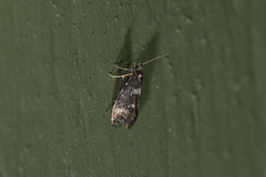 Scoriodyta
