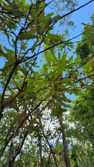 Banksia dentata
