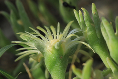 Mesembryanthemum canaliculatum