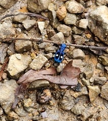 Pseudoxycheila tarsalis