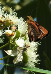 Cephrenes augiades