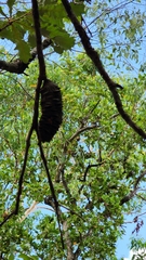 Banksia dentata