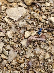 Pseudoxycheila tarsalis