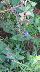 Salvia prunelloides
