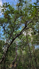 Banksia dentata