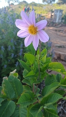Dahlia cuspidata
