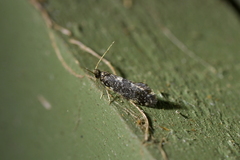 Scoriodyta
