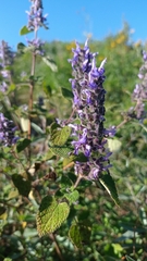 Salvia keerlii