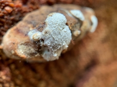 Trichoderma pulvinatum