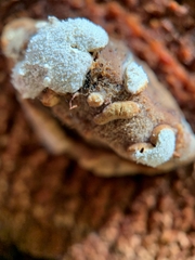 Trichoderma pulvinatum
