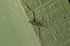 Scoriodyta