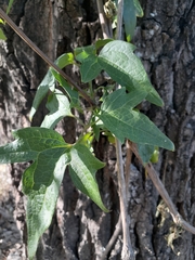 Clematis montevidensis