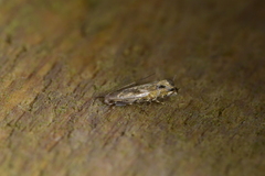 Erechthias decoranda