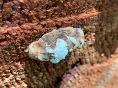 Trichoderma pulvinatum