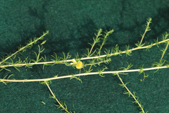 Aspalathus retroflexa retroflexa