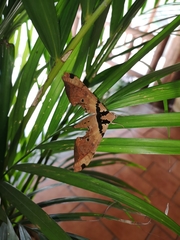 Adhemarius gannascus