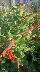 Salvia regla