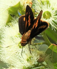 Cephrenes augiades