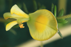 Aspalathus retroflexa retroflexa