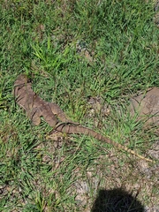 Varanus panoptes panoptes
