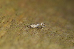 Erechthias decoranda