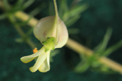 Aspalathus retroflexa retroflexa