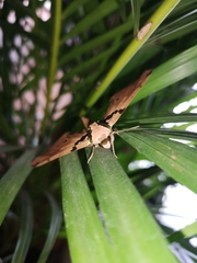 Adhemarius gannascus