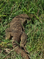 Varanus panoptes panoptes