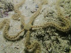 Macrophiothrix