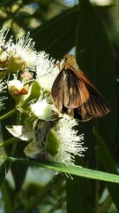 Cephrenes augiades