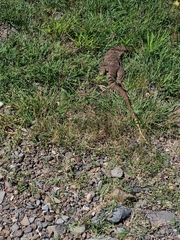 Varanus panoptes panoptes