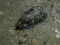 Erronea cylindrica