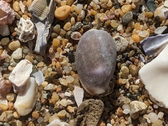 Purpuradusta gracilis