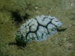 Phyllidiella