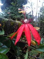 Coccinea