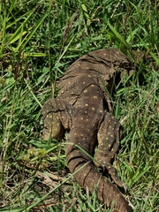 Varanus panoptes panoptes