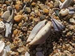 Purpuradusta gracilis