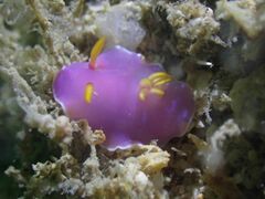 Hypselodoris bullockii