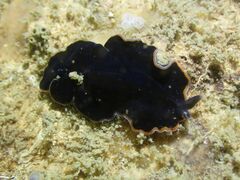 Pseudobiceros hancockanus